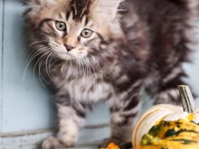 Spice - Maine Coon - Gallery Photo #1