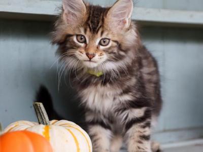 Rusty - Maine Coon - Gallery Photo #1