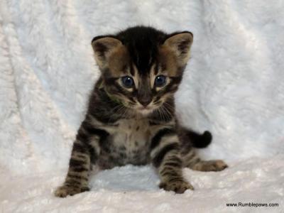 Adorable Charcoal Bengal Boy - Bengal - Gallery Photo #1