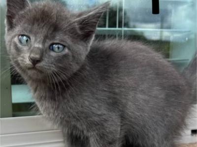 Russian Blue Litter 4 - Russian Blue - Gallery Photo #1