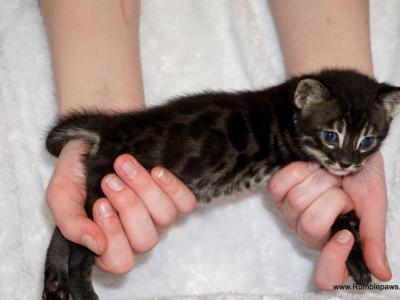 Very Promising Charcoal Bengal Boy - Bengal - Gallery Photo #1