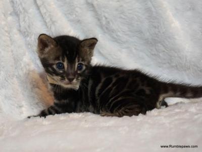 Cute Little Charcoal Bengal Male - Bengal - Gallery Photo #1