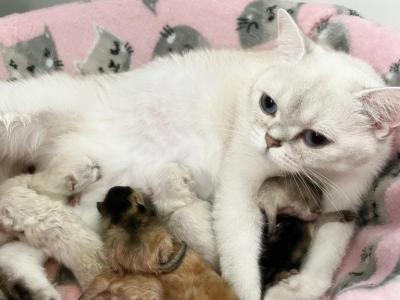 Ori Litter 2 - British Shorthair - Gallery Photo #1