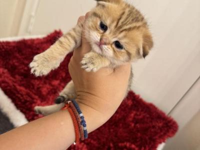 New Litter2 - Scottish Fold - Gallery Photo #1