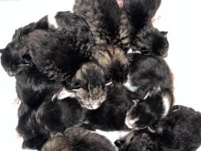 Lynxs Litter - Maine Coon - Gallery Photo #1