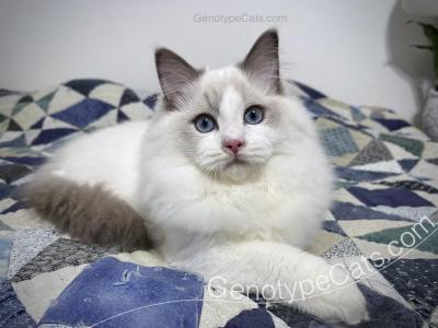 Robin - Ragdoll - Gallery Photo #1