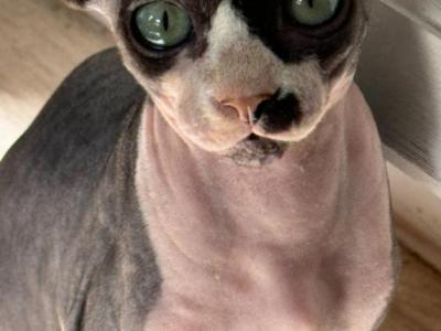 Tallulah - Sphynx - Gallery Photo #1