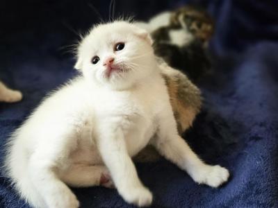 Litter V - Scottish Fold - Gallery Photo #1