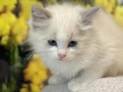 Male Ragdoll Purebred Kitten - Ragdoll - Gallery Photo #1