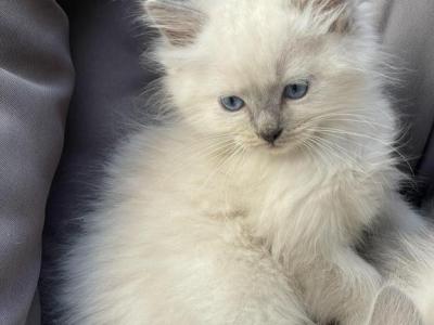 Female Purebred Ragdoll Kitten - Ragdoll - Gallery Photo #1