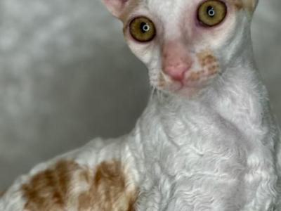 Mikki - Cornish Rex - Gallery Photo #1