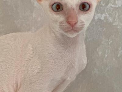 Arni - Cornish Rex - Gallery Photo #1