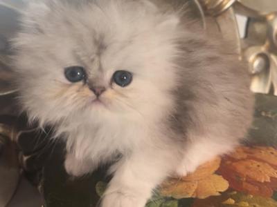 Silver Persian Kittens Ready In November - Persian - Gallery Photo #1