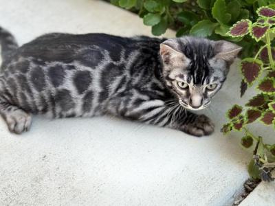 Silver Charcoal Boy - Bengal - Gallery Photo #1