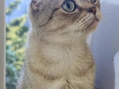 Vasilisa - Scottish Fold - Gallery Photo #1