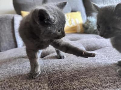 Russian Blue Baby - Russian Blue - Gallery Photo #1