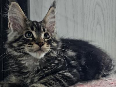 AllyCatzCoonz Female - Maine Coon - Gallery Photo #1