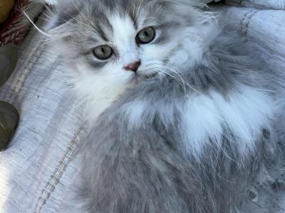 Blue Bicolor Highland Food Girl - Scottish Fold - Gallery Photo #1