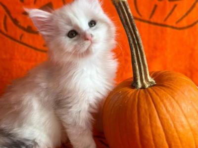 Minnie Shaded Silver Female - Maine Coon - Gallery Photo #1