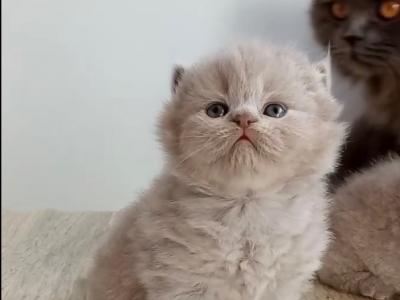 ROYAL PURE BREED BRITISH SHORTHAIR KITTENS GIRL - British Shorthair - Gallery Photo #1