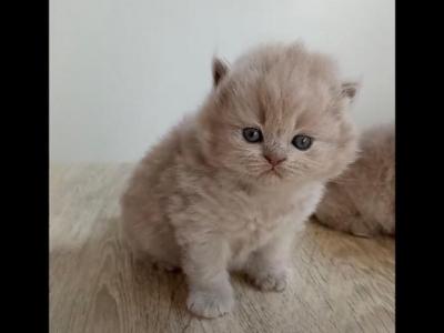 ROYAL PURE BREED BRITISH SHORTHAIR KITTENS GIRL - British Shorthair - Gallery Photo #1