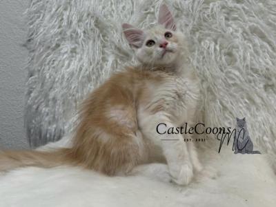 Dexter - Maine Coon - Gallery Photo #1