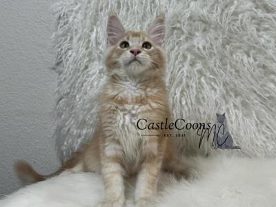 Stefan - Maine Coon - Gallery Photo #1