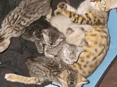 Tica Registered Bengal Kittens - Bengal - Gallery Photo #1