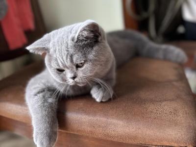 British Shorthair Male - British Shorthair - Gallery Photo #1