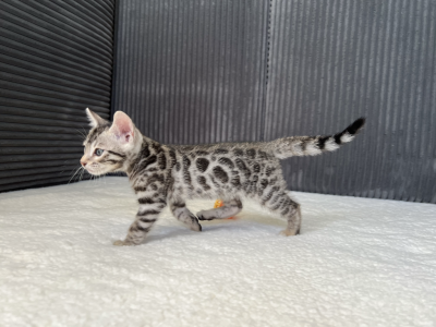 Apollo Of Dynamite Bengals - Bengal - Gallery Photo #1