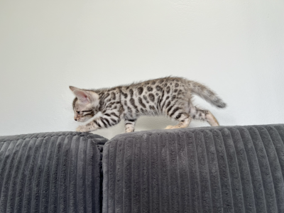 Leo Of Dynamite Bengals - Bengal - Gallery Photo #1