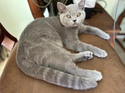 British Shorthair Blue Male - British Shorthair - Gallery Photo #1