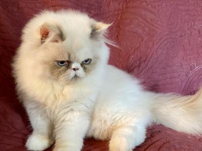 Maybell Kittens - Himalayan - Gallery Photo #1