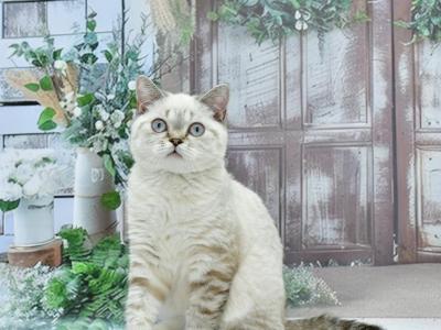 Darin - British Shorthair - Gallery Photo #1