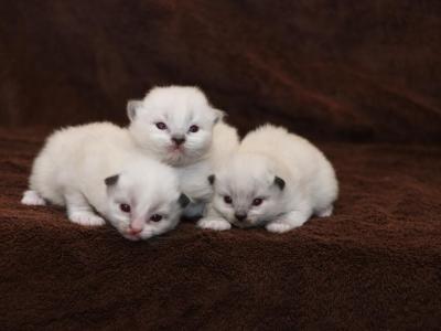 Zia's Litter - Ragdoll - Gallery Photo #1