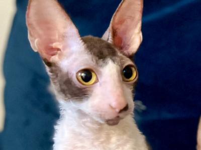 Poe - Cornish Rex - Gallery Photo #1