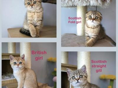 Scottish Fold And Straight Kittens - Scottish Fold - Gallery Photo #1