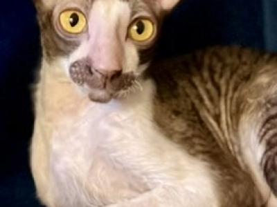 Pepa - Cornish Rex - Gallery Photo #1