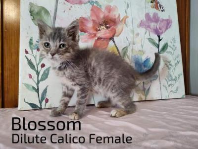 Blossom - Domestic - Gallery Photo #1