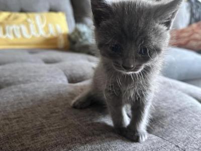 Russian Blue Litter - Russian Blue - Gallery Photo #1