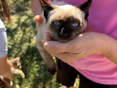 Siamese Boy 3 Month Old Purebred  Kitten - Siamese - Gallery Photo #1