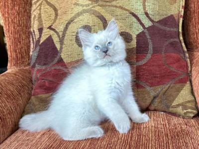 Bolt - Ragdoll - Gallery Photo #1