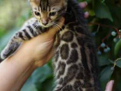 Baby - Bengal - Gallery Photo #1