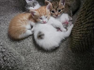 Munchkin Non Standard Kittys - Munchkin - Gallery Photo #1