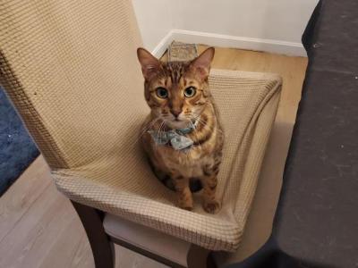 Zuzu - Bengal - Gallery Photo #1