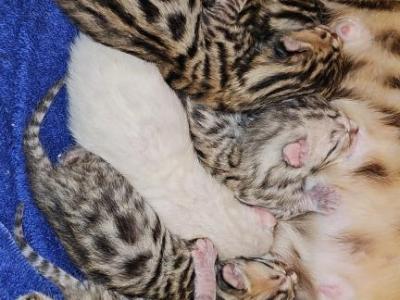 Litter Of 6 - Bengal - Gallery Photo #1