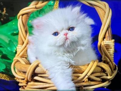 CFA Registered Blue Eyes Dollface Allwhite Persian - Persian - Gallery Photo #1