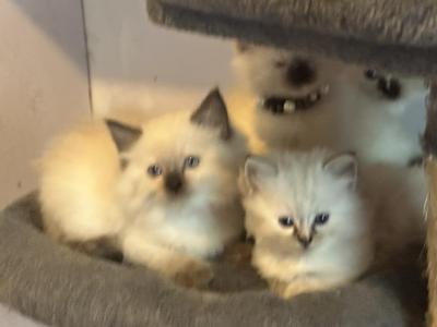 Littlest Girl - Ragdoll - Gallery Photo #1