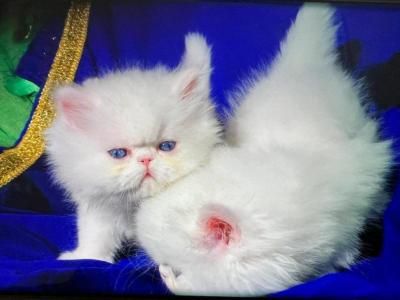 CFA Registered Dollface Blue Eyed White Persians - Persian - Gallery Photo #1