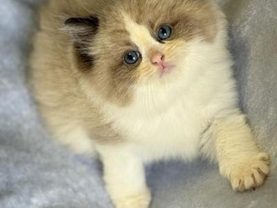 Cashew Show Quality Male European Bloodlines - Ragdoll - Gallery Photo #1